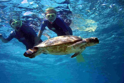 Full-Day Whale Sharks Swimming Experience On Ningaloo Reef - Great Ocean Road Tourism 7