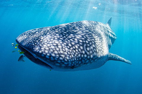 Full-Day Whale Sharks Swimming Experience On Ningaloo Reef - Great Ocean Road Tourism 9