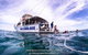 Full-Day Whale Sharks Swimming Experience On Ningaloo Reef - thumb 13