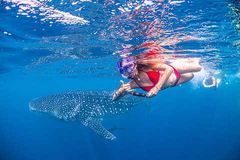 Full-Day Whale Sharks Swimming Experience On Ningaloo Reef - Great Ocean Road Tourism 0
