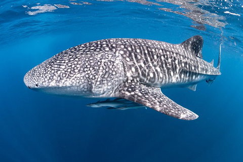 Full-Day Whale Sharks Swimming Experience On Ningaloo Reef - Great Ocean Road Tourism 14