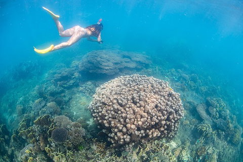 Full-Day Whale Sharks Swimming Experience On Ningaloo Reef - Great Ocean Road Tourism 6