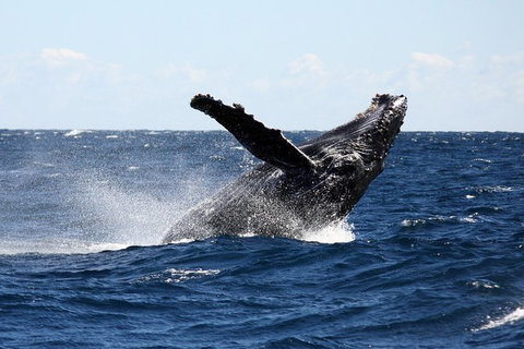 Full-Day Whale Sharks Swimming Experience On Ningaloo Reef - Great Ocean Road Tourism 8