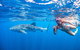 Full-Day Whale Sharks Swimming Experience On Ningaloo Reef - thumb 17
