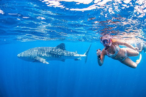 Full-Day Whale Sharks Swimming Experience On Ningaloo Reef - Great Ocean Road Tourism 17