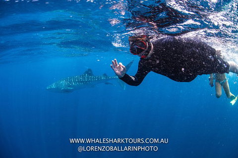 Full-Day Whale Sharks Swimming Experience On Ningaloo Reef - Great Ocean Road Tourism 2