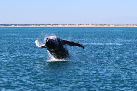 AOC Broome Whale Watching - Great Ocean Road Tourism 3