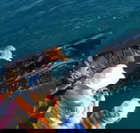 AOC Broome Whale Watching - Great Ocean Road Tourism