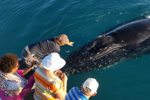 AOC Broome Whale Watching - Great Ocean Road Tourism 0