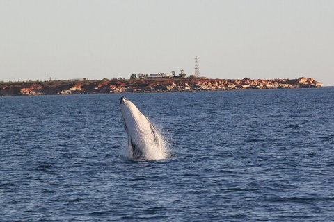 AOC Broome Whale Watching - Great Ocean Road Tourism 2