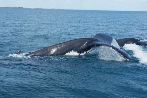 AOC Broome Whale Watching - Great Ocean Road Tourism 1