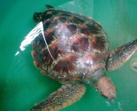 Australian Seabird Rescue - Great Ocean Road Tourism 0