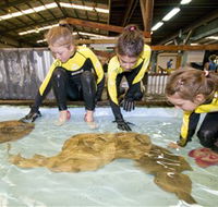 Australian Shark and Ray Centre - Great Ocean Road Tourism