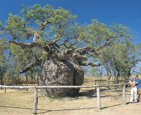 Boab Prison Tree - Great Ocean Road Tourism 0
