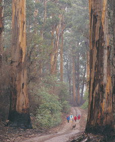 Pemberton WA Great Ocean Road Tourism