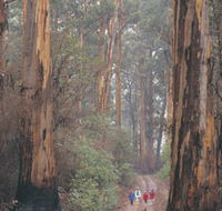 Beedelup National Park - Great Ocean Road Tourism
