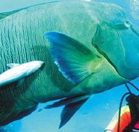 Aristocat Snorkel and Scuba Port Douglas - Great Ocean Road Tourism