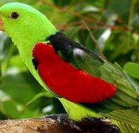 Birdworld Kuranda - Great Ocean Road Tourism