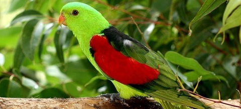 Birdworld Kuranda - Great Ocean Road Tourism 0