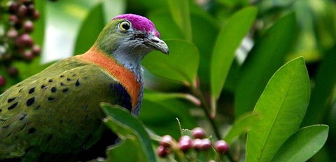 Birdworld Kuranda - Great Ocean Road Tourism 1