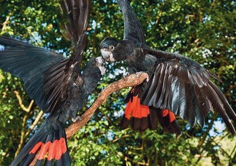 Birdworld Kuranda - Great Ocean Road Tourism 2