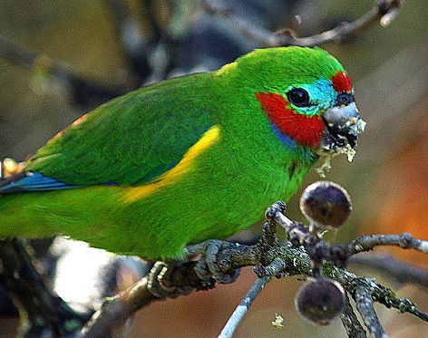 Birdworld Kuranda - Great Ocean Road Tourism 3