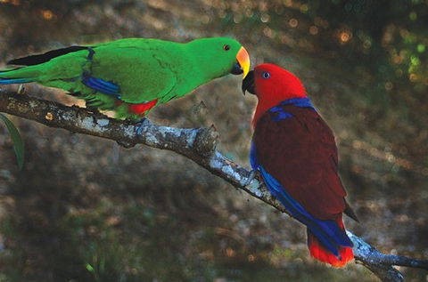 Birdworld Kuranda - Great Ocean Road Tourism 5