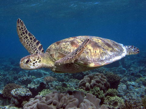 Calypso Reef Charters - Great Ocean Road Tourism 1