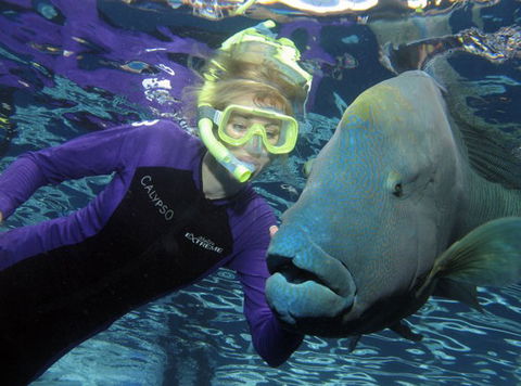 Calypso Reef Charters - Great Ocean Road Tourism 4