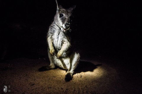 International Coaches And Tours - Great Ocean Road Tourism 7