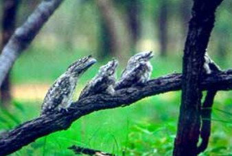 Undara Experience - Great Ocean Road Tourism 0