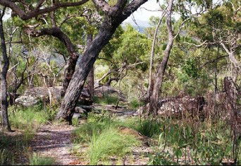Cooktown Aboriginal Art Tours - Great Ocean Road Tourism 2