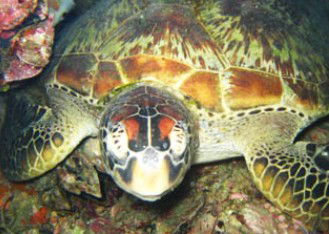 Adrenalin Snorkel And Dive - Great Ocean Road Tourism 0