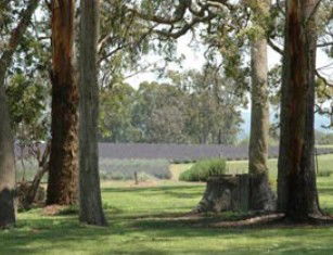 Aloomba Lavender - Great Ocean Road Tourism 0