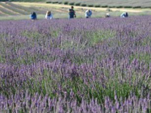 Aloomba Lavender - Great Ocean Road Tourism 1