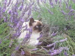 Aloomba Lavender - Great Ocean Road Tourism 2