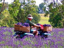 Aloomba Lavender - Great Ocean Road Tourism 4