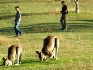 Araucaria Ecotours - Great Ocean Road Tourism 0
