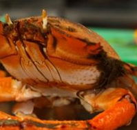 River Cottage Restaurant - Great Ocean Road Tourism