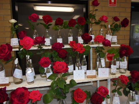 Anglican Spring Flower Show Gundagai - Great Ocean Road Tourism 0