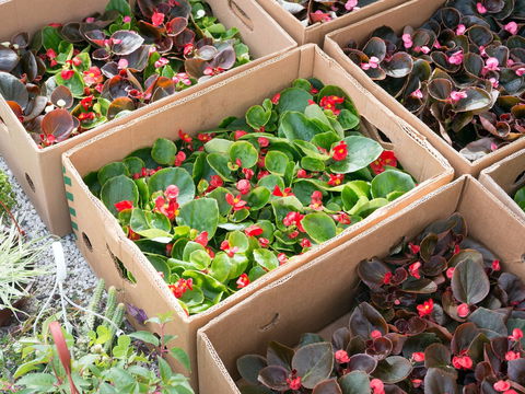 Iluka Markets - Great Ocean Road Tourism 2