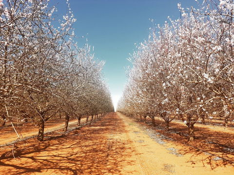 Mallee Almond Blossom Festival - Great Ocean Road Tourism 0