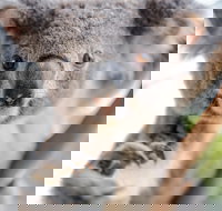 Meet the Stars of the Livestreams - Great Ocean Road Tourism