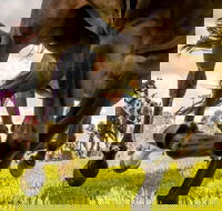 Night Markets and Race Day - Great Ocean Road Tourism