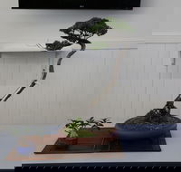 Wauchope Bonsai Workshop Group - Great Ocean Road Tourism