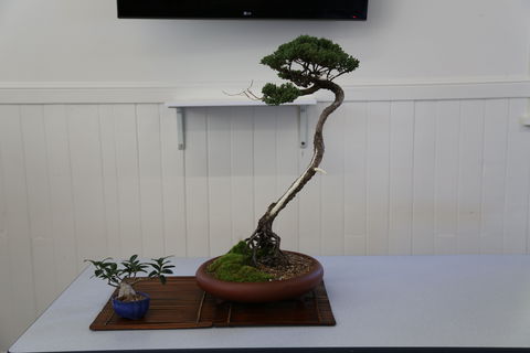 Wauchope Bonsai Workshop Group - Great Ocean Road Tourism 0