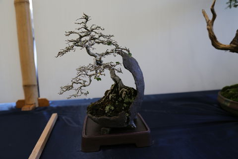 Wauchope Bonsai Workshop Group - Great Ocean Road Tourism 1