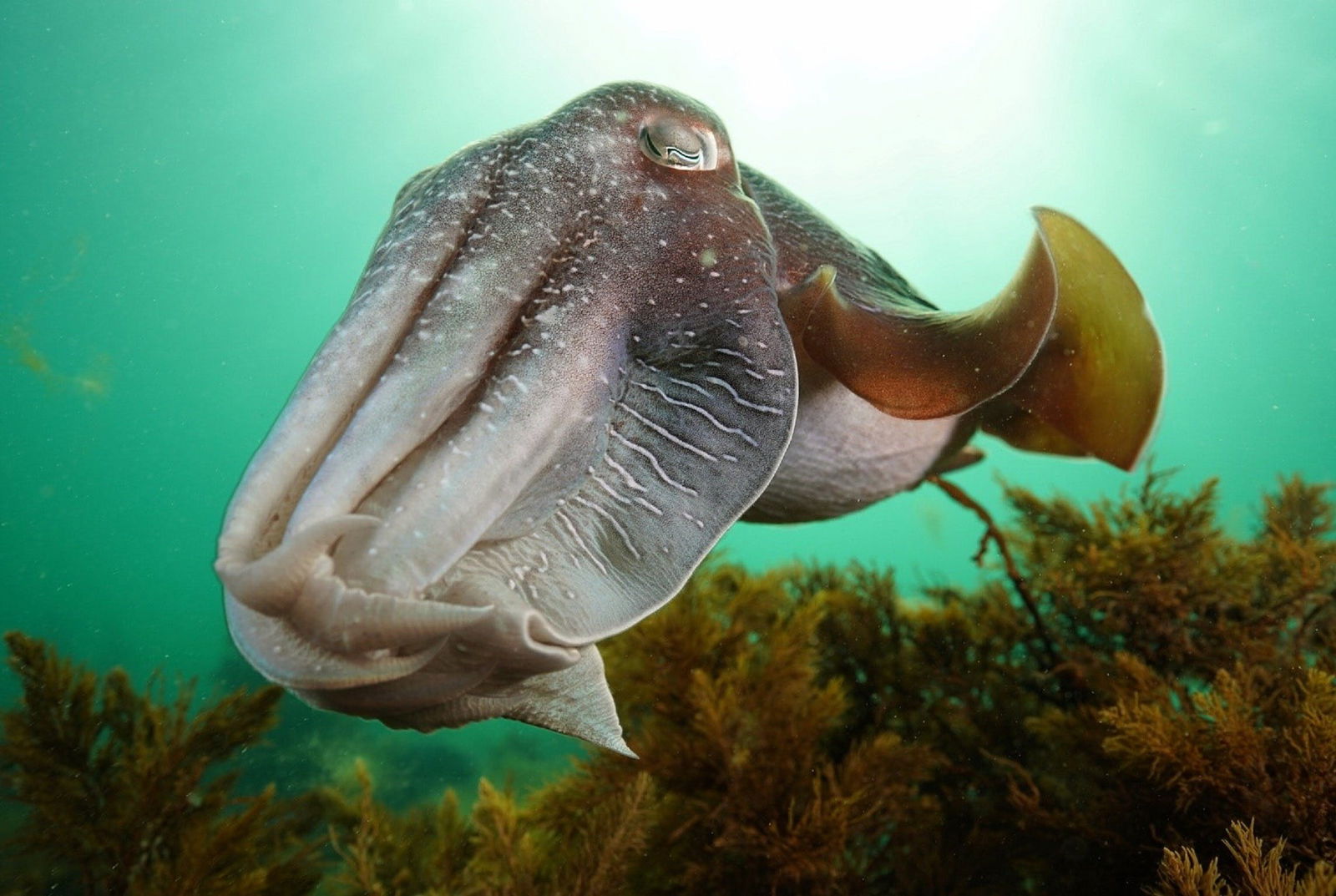 Whyalla SA Great Ocean Road Tourism