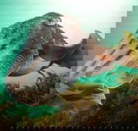 Whyalla Maritime Museum - Cuttlefish Capers - Great Ocean Road Tourism