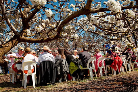 Young Cherry Blossom Long Lazy Lunch - Great Ocean Road Tourism 0